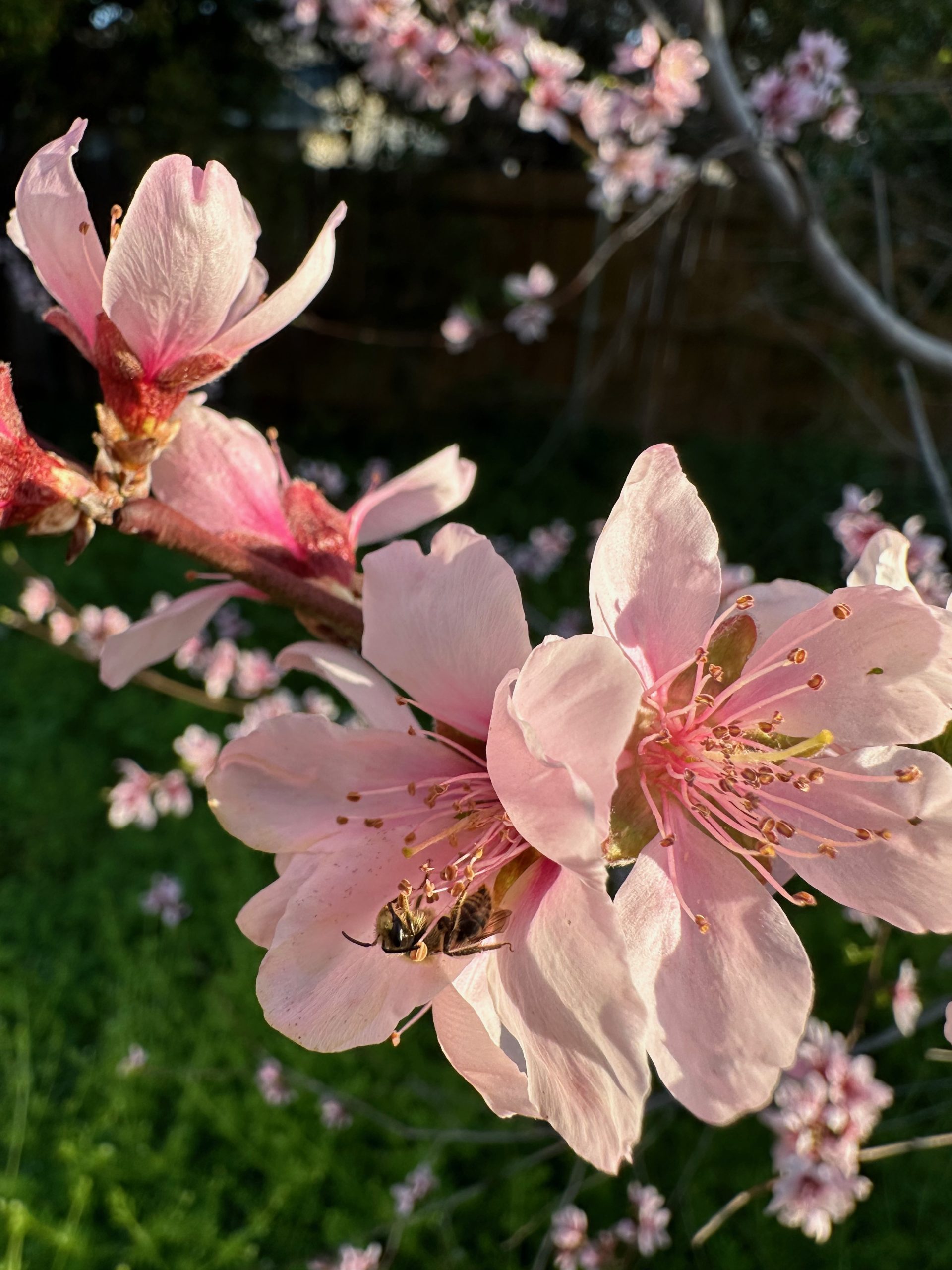 IMG_1172 Pink spring blossoms in sunlight