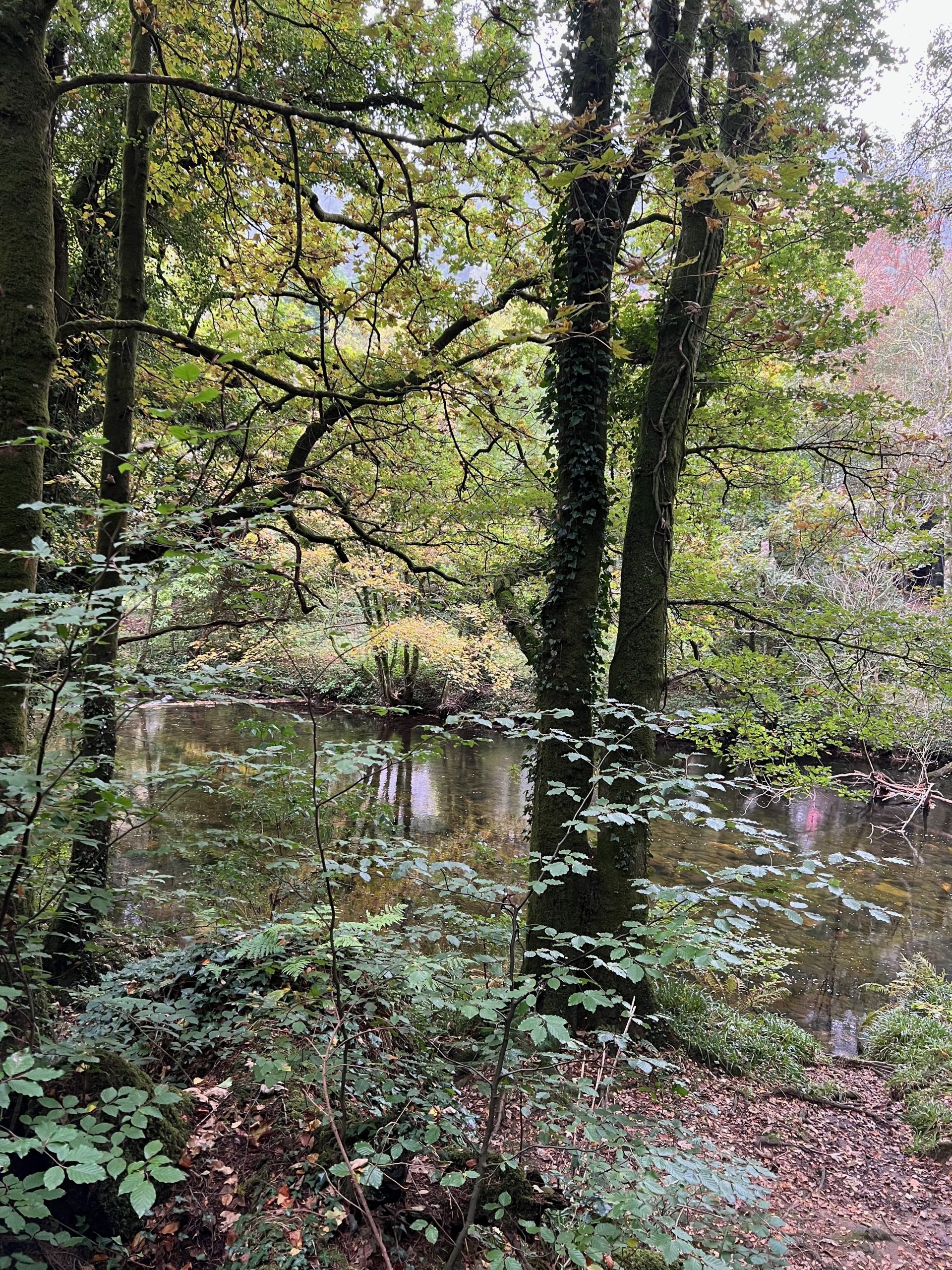 IMG_6403 A stream flowing through a green woodland