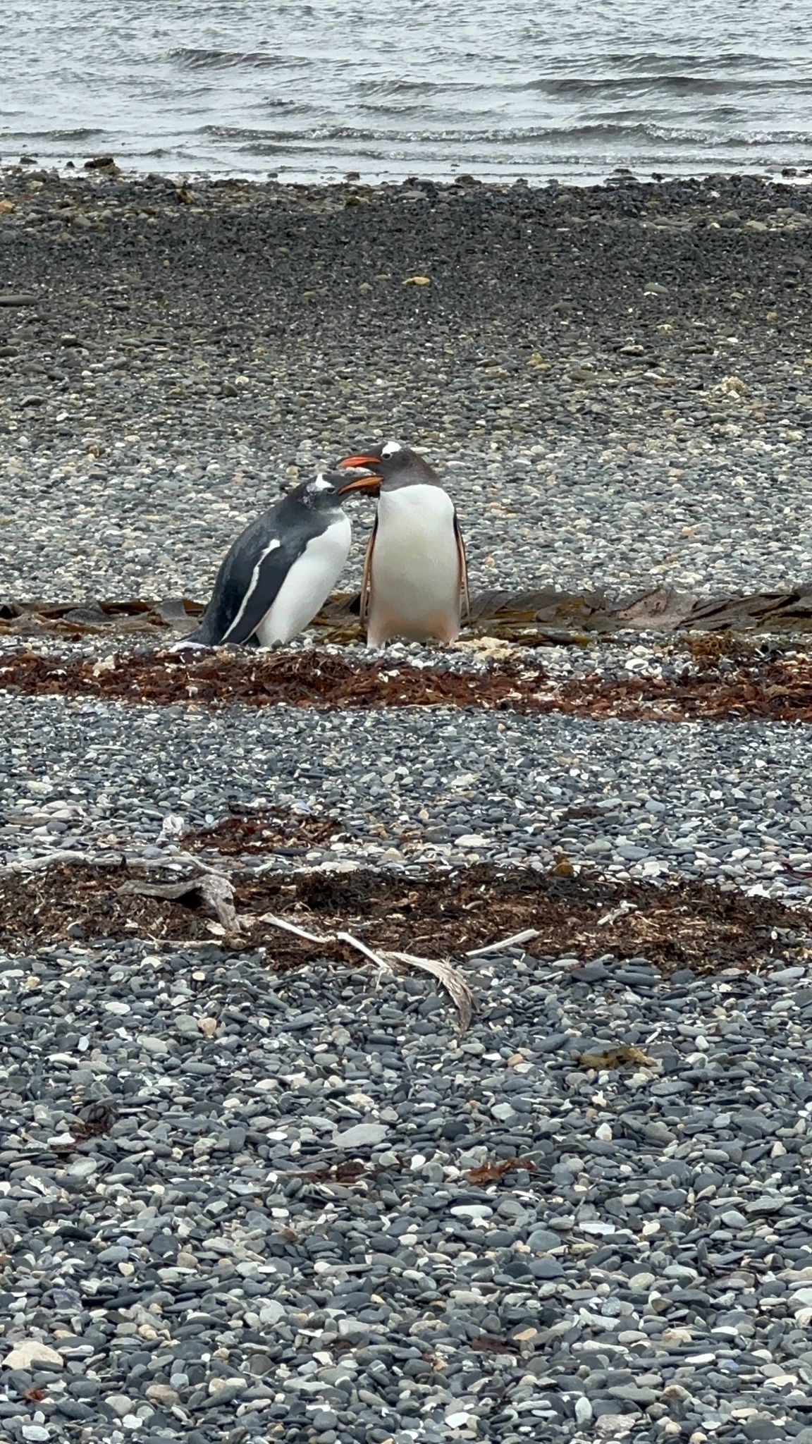 Blog 12 — Penguins on a rocky beach Two penguins standing close together on a rocky beach beside the water.
